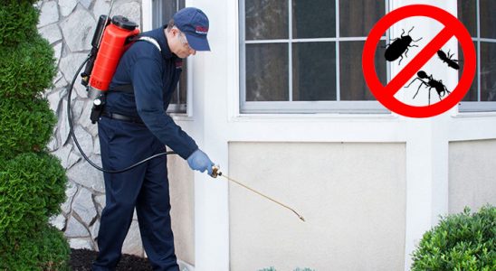 Bayrampaşa Böcek ve Haşere İlaçlama böcek ilaçlama ve haşere kontrolü — ilaclama-tr.com